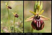 Ophrys-mammosa